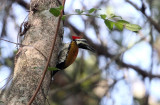 BIRD - WOODPECKER - COMMON FLAMEBACK - THATTEKAD NATURE RESERVE KERALA INDIA (2).JPG