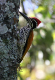 BIRD - WOODPECKER - GREATER FLAMEBACK - PAMPADUM SHOLA NATIONAL PARK KERALA INDIA (2).JPG