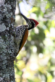 BIRD - WOODPECKER - GREATER FLAMEBACK - PAMPADUM SHOLA NATIONAL PARK KERALA INDIA (6).JPG