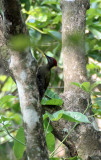 BIRD - WOODPECKER - LESSER YELLOWNAPE - THATTEKAD BIRD SANCTUARY, KERALA INDIA.JPG