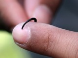ANNELID - LEECH SPECIES - PAMPADUM SHOLA NATIONAL PARK - KERALA INDIA - PHOTO BY SOM SMITH (122).JPG