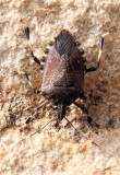 ARTHROPOD - HEMIPTERAN SPECIES - TOP SLIP NATIONAL PARK TAMIL NADU INDIA - PHOTO BY SOM SMITH (3).JPG