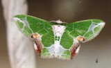 ARTHROPOD - LEPIDOPTERA SPECIES - VALPARAI TAMIL NADU INDIA - PHOTO BY SOM SMITH (11).JPG