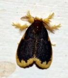 ARTHROPOD - LEPIDOPTERA SPECIES - VALPARAI TAMIL NADU INDIA - PHOTO BY SOM SMITH (118).JPG