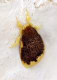 ARTHROPOD - LEPIDOPTERA SPECIES - VALPARAI TAMIL NADU INDIA - PHOTO BY SOM SMITH (19).JPG