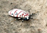 ARTHROPOD - LEPIDOPTERA SPECIES - VALPARAI TAMIL NADU INDIA - PHOTO BY SOM SMITH (62).JPG
