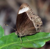 ARTHROPOD - LEPIDOPTERA SPECIES - VALPARAI TAMIL NADU INDIA - PHOTO BY SOM SMITH (79).JPG