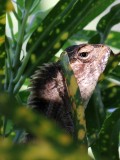 REPTILE - LIZARD SPECIES - THATTEKAD WILDLIFE SANCTUARY - KERALA INDIA - PHOTO BY SOM SMITH (12).jpg