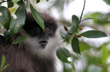 PRIMATE - LEAF MONKEY - BEAR OR MONTANE PURPLE-FACED LEAF MONKEY - NUWARA ELIYA, HORTON PLAINS SRI LANKA (41).JPG