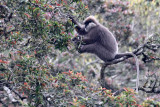 PRIMATE - LEAF MONKEY - BEAR OR MONTANE PURPLE-FACED LEAF MONKEY - NUWARA ELIYA, HORTON PLAINS SRI LANKA (8).JPG