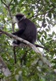 PRIMATE - LEAF MONKEY - DRY ZONE PURPLE-FACED LEAF MONKEY - SIRIGIYA FOREST SRI LANKA (14).JPG