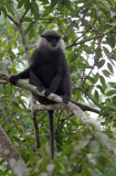 PRIMATE - LEAF MONKEY - DRY ZONE PURPLE-FACED LEAF MONKEY - SIRIGIYA FOREST SRI LANKA (23).JPG