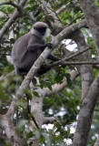 PRIMATE - LEAF MONKEY - DRY ZONE PURPLE-FACED LEAF MONKEY - SIRIGIYA FOREST SRI LANKA (27).JPG