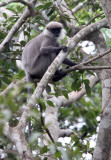 PRIMATE - LEAF MONKEY - DRY ZONE PURPLE-FACED LEAF MONKEY - SIRIGIYA FOREST SRI LANKA (32).JPG