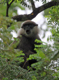 PRIMATE - LEAF MONKEY - DRY ZONE PURPLE-FACED LEAF MONKEY - SIRIGIYA FOREST SRI LANKA (50).JPG