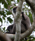 PRIMATE - LEAF MONKEY - DRY ZONE PURPLE-FACED LEAF MONKEY - SIRIGIYA FOREST SRI LANKA (55).JPG