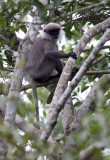 PRIMATE - LEAF MONKEY - DRY ZONE PURPLE-FACED LEAF MONKEY - SIRIGIYA FOREST SRI LANKA (7).JPG