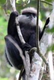 PRIMATE - LEAF MONKEY - WET ZONE PURPLE-FACED LEAF MONKEY - SINGHARAJA NATIONAL PARK SRI LANKA (29).JPG