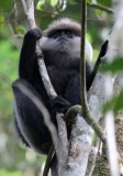 PRIMATE - LEAF MONKEY - WET ZONE PURPLE-FACED LEAF MONKEY - SINGHARAJA NATIONAL PARK SRI LANKA (36).JPG