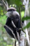 PRIMATE - LEAF MONKEY - WET ZONE PURPLE-FACED LEAF MONKEY - SINGHARAJA NATIONAL PARK SRI LANKA (49).JPG
