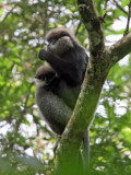 PRIMATE - LEAF MONKEY - WET ZONE PURPLE-FACED LEAF MONKEY - SINGHARAJA NATIONAL PARK SRI LANKA (59).JPG