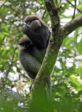 PRIMATE - LEAF MONKEY - WET ZONE PURPLE-FACED LEAF MONKEY - SINGHARAJA NATIONAL PARK SRI LANKA (60).JPG