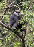 PRIMATE - LEAF MONKEY - WET ZONE PURPLE-FACED LEAF MONKEY - SINGHARAJA NATIONAL PARK SRI LANKA (66).JPG
