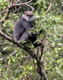 PRIMATE - LEAF MONKEY - WET ZONE PURPLE-FACED LEAF MONKEY - SINGHARAJA NATIONAL PARK SRI LANKA (71).JPG