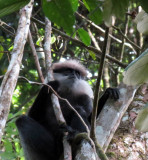 PRIMATE - LEAF MONKEY - WET ZONE PURPLE-FACED LEAF MONKEY - SINGHARAJA NATIONAL PARK SRI LANKA - PHOTO BY COKIE (2).JPG
