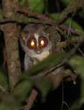 PRIMATE - LORIS - RED SLENDER LORIS - KITULGALA FOREST PRESERVE, SRI LANKA (4).JPG
