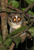 PRIMATE - LORIS - RED SLENDER LORIS - KITULGALA FOREST PRESERVE, SRI LANKA (6).JPG