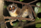 PRIMATE - LORIS - RED SLENDER LORIS - KITULGALA FOREST PRESERVE, SRI LANKA (7).JPG