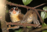 PRIMATE - LORIS - RED SLENDER LORIS - KITULGALA FOREST PRESERVE, SRI LANKA (8).JPG