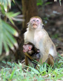 PRIMATE - MACAQUE - DRY ZONE TOQUE MACAQUE - SIRIGIYA FOREST AND FORTRESS AREA SRI LANKA - PHOTO BY SOM SMITH (1).JPG