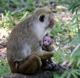 PRIMATE - MACAQUE - DRY ZONE TOQUE MACAQUE - SIRIGIYA FOREST AND FORTRESS AREA SRI LANKA - PHOTO BY SOM SMITH (7).JPG