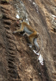 PRIMATE - MACAQUE - DRY ZONE TOQUE MACAQUE - SIRIGIYA FOREST AREA SRI LANKA (1).JPG