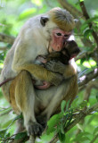 PRIMATE - MACAQUE - DRY ZONE TOQUE MACAQUE - SIRIGIYA FOREST SRI LANKA (8).JPG