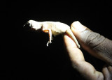 REPTILE - KANGAROO LIZARD - NIGAMBU FOREST AREA SRI LANKA (4).JPG