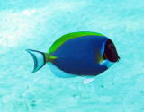 Acanthuridae - Acanthurus leucosternon - Powderblue Surgeonfish - Similan Islands Marine Park Thailand (1).JPG