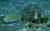 Acanthuridae - Acanthurus lineatus - Blue-lined Surgeonfish - Similan Islands Marine Park Thailand (1).JPG