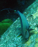 Acanthuridae - Acanthurus maculiceps - Earbar Surgeonfish - Similan Islands Marine Park Thailand (1).JPG