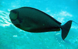 Acanthuridae - Species of Sugeonfish...Similan Islands Marine Park Thailand (1).JPG