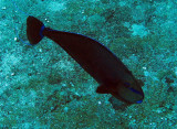 Acanthuridae - Species of Sugeonfish...Similan Islands Marine Park Thailand (3).JPG