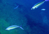 Caesionidae - Caesio caerulaurea - Blue and Gold Fusilier - Similan Islands Marine Park Thailand (6).JPG