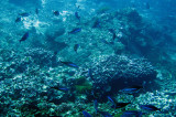 Caesionidae - Caesio species - Fusilier Species - Similan Islands Marine Park Thailand (1).JPG