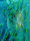 Caesionidae - Fusilier - Yellow-&-Blueback Fusilier - Caesio teres - Similan Islands Marine Park Thailand (2).JPG