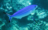 Caesionidae - Pterocaesio marri - Marr's Fusilier - Similan Islands Marine Park Thailand (2).JPG