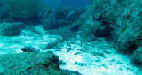 Caesionidae - Pterocaesio tessllata - One-stripped Fusilier - Similan Islands Marine Park Thailand.JPG