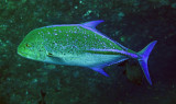 Carangidae - Bluefin Trevally - Caranx melampygus - Similan Islands Marine Park Thailand (1).JPG