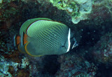 Chaetodontidae - Chaetodon collare - Vagabond Butterflyfish - Similan Islands Marine Park Thailand (2).JPG